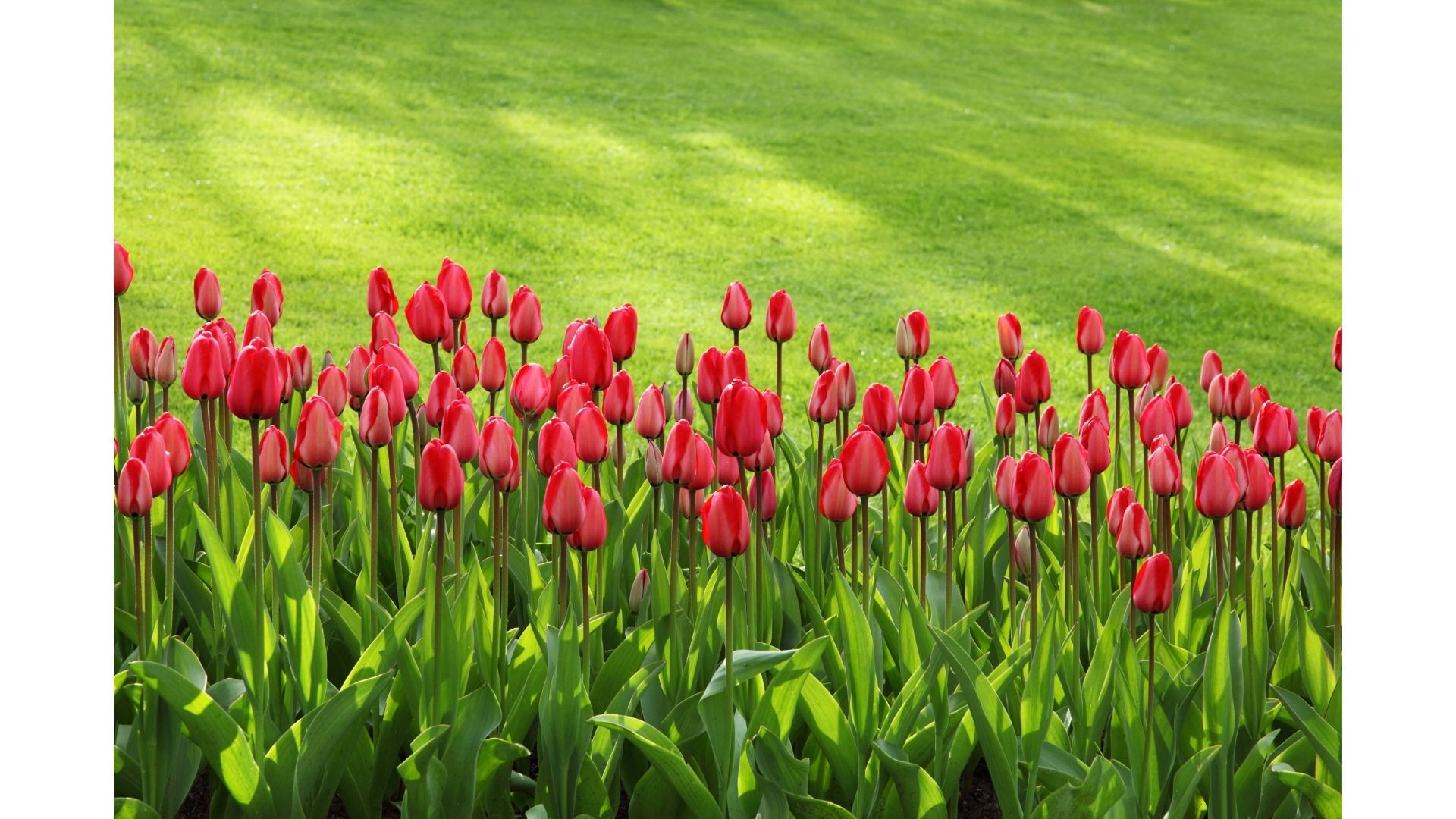 Wiosna 4 tulipany